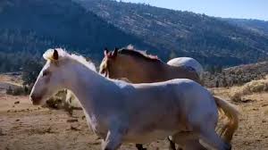 Wild Horse Immediately Recognizes His Girlfriend After Years Apart